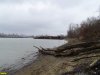 Пойменный лес на Горской косе в Краснодаре