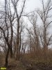 Пойменный лес на Горской косе в Краснодаре