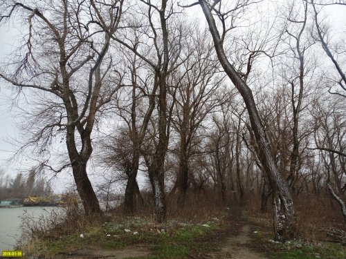 Пойменный лес на Горской косе в Краснодаре