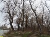 Пойменный лес на Горской косе в Краснодаре