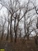 Пойменный лес на Горской косе в Краснодаре