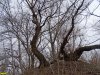 Пойменный лес на Горской косе в Краснодаре