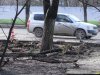Вырубка деревьев на Ростовском шоссе в Краснодаре 