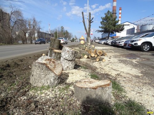 Краснодар. На Ростовском шоссе снова рубят деревья возле жилых домов