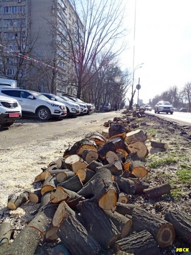 Краснодар. На Ростовском шоссе снова рубят деревья возле жилых домов