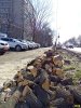 Краснодар. На Ростовском шоссе снова рубят деревья возле жилых домов