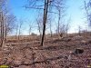 Лесопарк "Красный Кут": порубщики оставляют после себя пустыню на месте леса