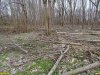 Лесопарк "Красный Кут": под видом "санитарных рубок" вырубаются совершенно здоровые молодые деревья