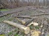 Краснодар, лесопарк "Красный Кут": уничтожение леса под предлогом "санитарных рубок"
