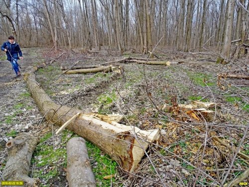 ЭкоВахта проводит инспекцию мест вырубок в лесопарке "Красный Кут"