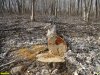 Уничтожение леса под видом видом "санитарных рубок" в лесопарке "Красный Кут"