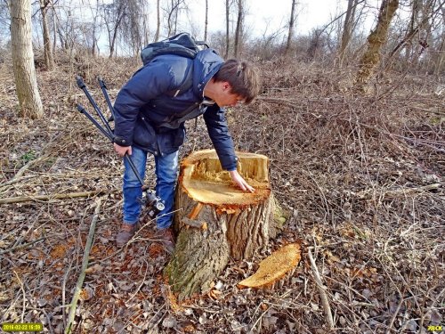 В "санитарную рубку" в Красном Куте пошли совершенно здоровые большие деревья