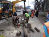 Ростовское шоссе. Рабочие Красноармейского ДРСУ распиливают свежеспиленное дерево