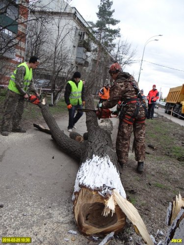 Ростовское шоссе. Распиловка только что убитого дерева