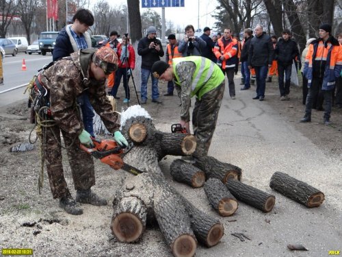 Ростовское шоссе. Распиловка только что убитого дерева