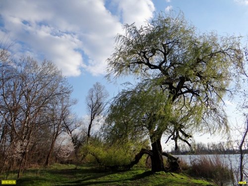 Краснодар. Лес Киргизские плавни. Берег Старой Кубани