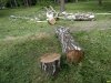 Вырубка деревьев в памятнике природы Чистяковская роща 
