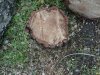 Вырубка деревьев в памятнике природы Чистяковская роща 
