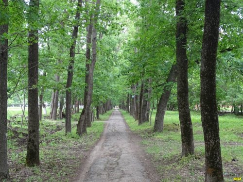 Лесопосадка  вдоль тарссы Краснодар-Темрюк