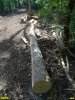 Мертвый ствол уничтоженной липы на делянке на горе Липовой
