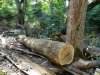 Последствия варварских рубок на горе Липовой в районе станицы Шапсугской