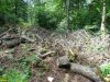 Последствия варварских рубок на горе Липовой в районе станицы Шапсугской