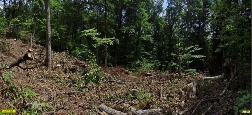 Гора Липовая. На месте леса после рубок остались заваленные ветками и стволами пустоши