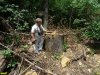 Гора Липовая. Лесорубы пустили под нож лучшие деревья