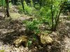 Последствия варварских рубок на горе Липовой в районе станицы Шапсугской