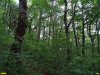 Общественная инспекция массовой вырубки липы возле ст. Шапсугская