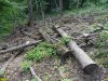 Последствия варварских рубок на горе Липовой в районе станицы Шапсугской