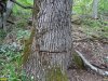 Подпиливая деревья, варвары-лесорубы выбирают из них лучшие
