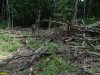 Общественная инспекция массовой вырубки липы возле ст. Шапсугская