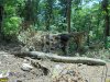 Общественная инспекция массовой вырубки липы возле ст. Шапсугская