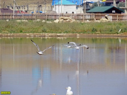 В 2016 году в лимане еще была вода