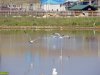В 2016 году в лимане еще была вода