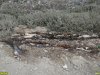 Под Геленджиком в огромную свалку превращают лесной массив
