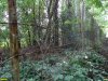 Забор, огрождающий часть лесного фонда на даче Ремезкова