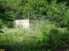 Незаконно огороженная часть лесного массива на даче Ремезкова