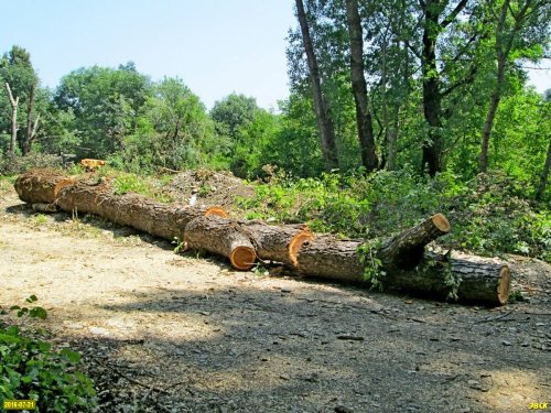 В Хадхоже по-варварски вырубили лес возле реки Белой