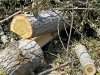 В Хадхоже по-варварски вырубили лес возле реки Белой