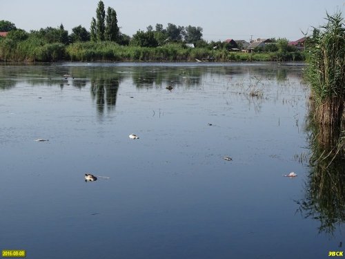 Замор рыбы в реке Кочеты