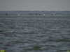 2016-08-11_Ptichiy_ostrow_DSC05231
