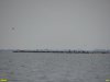 Колония кудрявых пеликанов в Бейсугском лимане