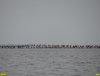 2016-08-11_Ptichiy_ostrow_DSC05306