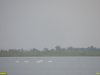 2016-08-11_Ptichiy_ostrow_DSCN0928