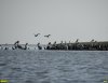 2016-08-11_ysensk-kosa_DSC05211