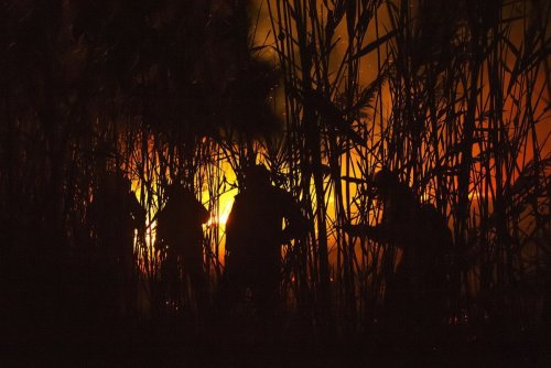 Пожар в Черновских плавнях