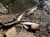 Замор рыбы в старице реки Кубань напротив Зелёного острова