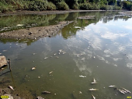Замор рыбы в старице реки Кубань напротив Зелёного острова